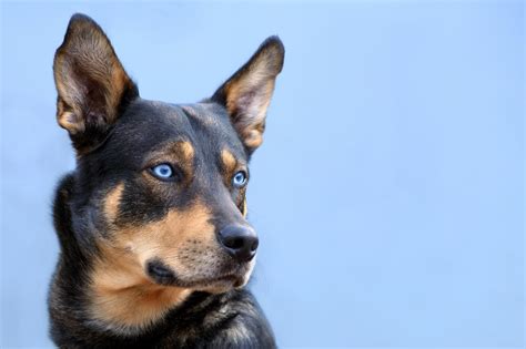 pitbull husky mix   pitskys wild spirit    perfect