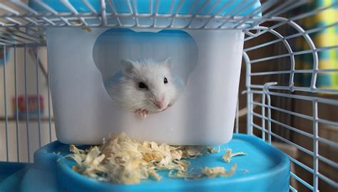 Can Dwarf Hamsters Live Together