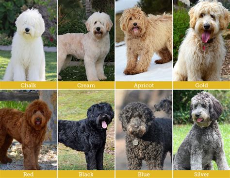 australian labradoodles   types  coats  ten  coat