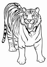 Coloring Mandala Tigre sketch template
