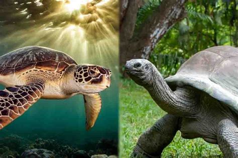 sea turtle  land turtle tortoise turtle  sea turtle