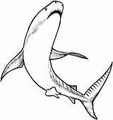 Shark Coloring Pages Animals Swimming sketch template