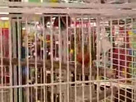 jumping pet store conure youtube