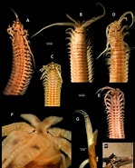 Afbeeldingsresultaten voor "mysidopsis Eremita". Grootte: 149 x 185. Bron: www.researchgate.net