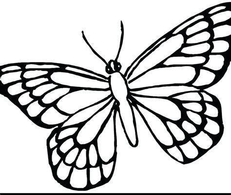 cute butterfly drawing  getdrawings