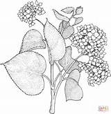 Lilac Coloring Pages Flower Drawing Lilacs Printable Syringa Getdrawings Flowers Choose Board Drawings Sheets sketch template