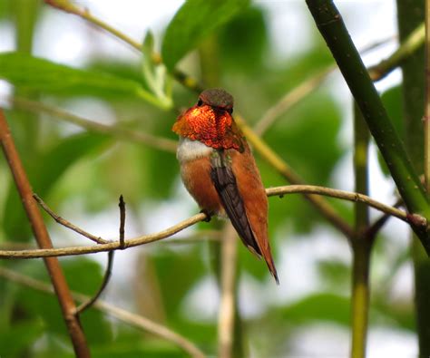 rufous hummingbird john rakestraw