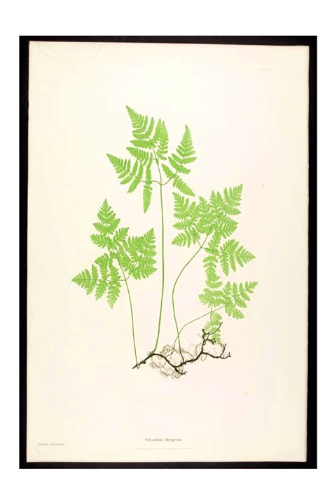 jungle leaf template printable doctemplates
