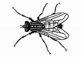 Mosca Fliege Mouche Malvorlage Vlieg Coloriage Kleurplaat Insectos Ausmalbilder Große sketch template