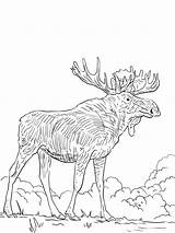 Elk K5worksheets Azcoloring sketch template