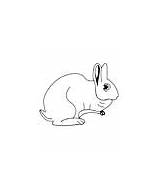 Coloring Hare Pages Animal sketch template