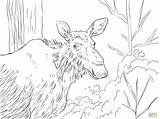 Moose Coloring Pages Elk Printable Eastern Drawing Skip Main Dot Books sketch template