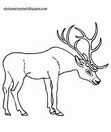 Antler Rusa Mewarnai Hewan Hitam Putih Sketsa Antlers Binatang Darat Mysha Designlooter sketch template