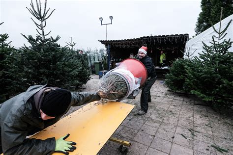 crisis  geen crisis  zevenaar loopt de verkoop van kerstbomen als een speer foto