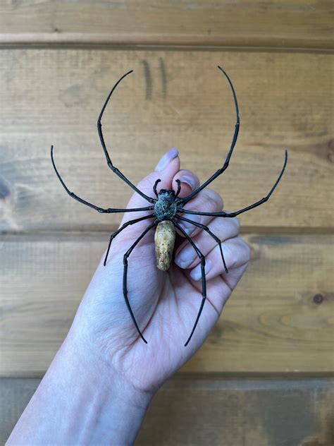 Real Giant Golden Orb Weaver Spider Nephila Pilipes Unmounted Unspread