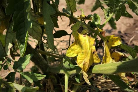 tomato leaves turning yellow  reasons fixes