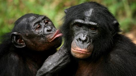 Is Patriarchy Natural Bonobos Prove That Matriarchies Exist In The