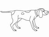 Coonhound Redbone Coon sketch template