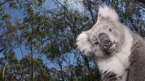 pin by khalilahmadkhan on koala hd wallpapers and backgrounds 10 canvas prints wallpaper