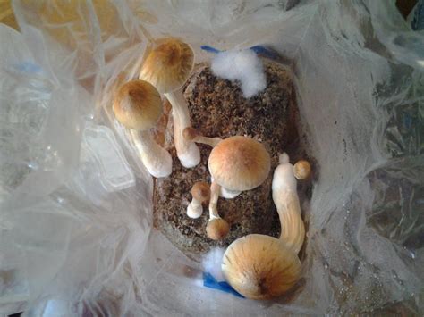 Myco Bags Kick Ass Page 2 Fungi Magic Mushrooms Mycotopia