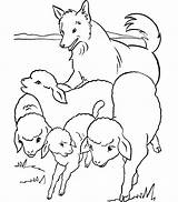 Coloring Pages Wolf Sheep Wolves Popular sketch template