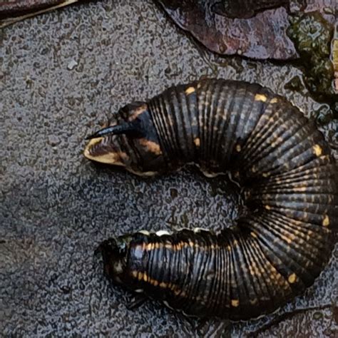 seltsames tier mit horn tiere raupe insektenbestimmung