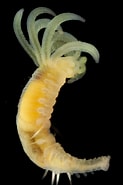 Afbeeldingsresultaten voor Amage auricula. Grootte: 123 x 185. Bron: www.artsdatabanken.no