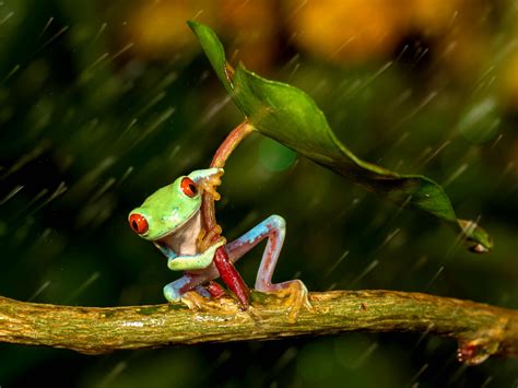wallpaper frog  rain leaf  hd picture image