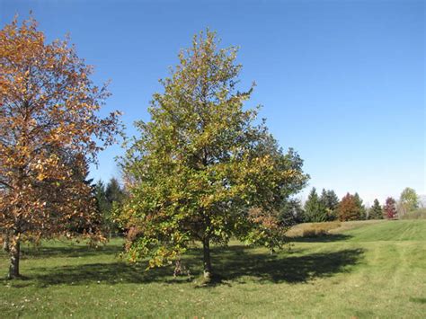 white oak quercus alba  arboretum