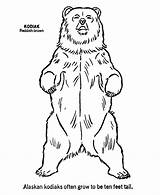 Bear Standing Coloring Grizzly Wild Pages Drawing Outline Animal Kodiak Animals Kids Outlines Print Clipart Printable Honkingdonkey Drawings Sheets Colouring sketch template