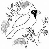 Cardinal Coloring Pages Printable Bird Winter Clipart Color Red Library Cardinals Pumpkin Patch Leaves Choose Board Popular Kids Books sketch template