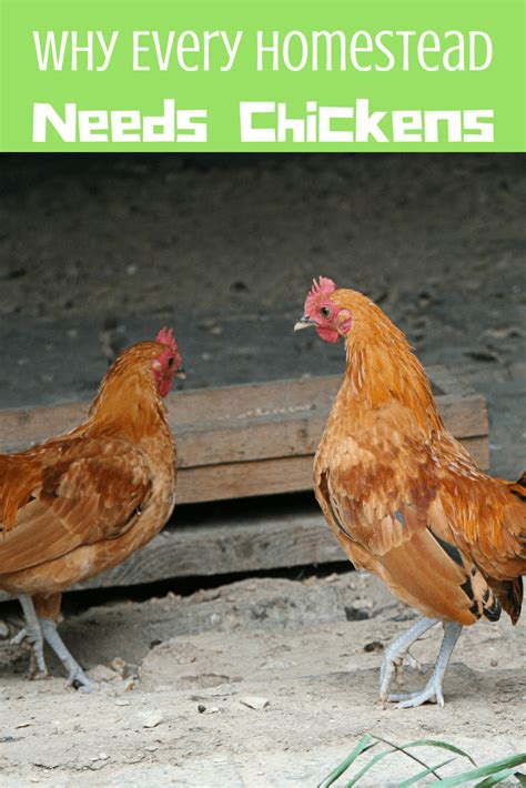 why every homestead needs chickens simple in the country