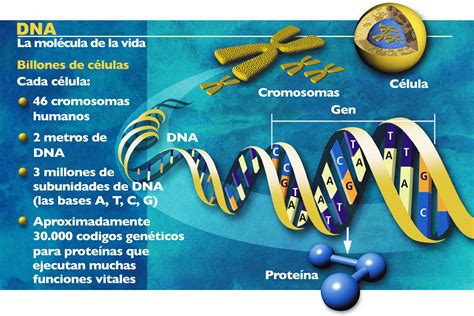 ¿qué Es El Genoma
