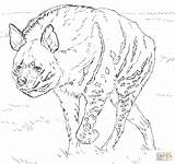 Hyena Coloring Pages Spotted Getdrawings Printable sketch template