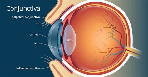conjunctiva      function anatomy  eye problems