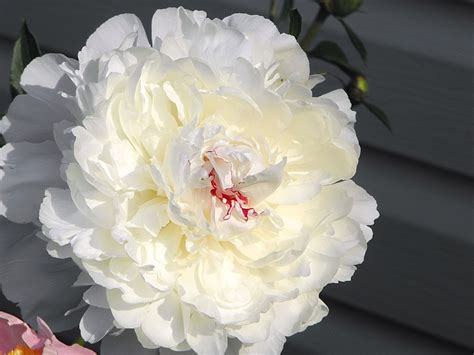 white double peony festiva maxima peonies peony flower flowers
