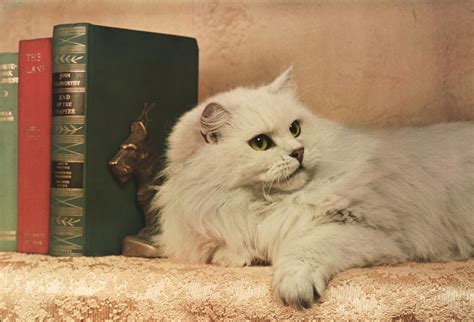 see vintage pictures of pampered cats