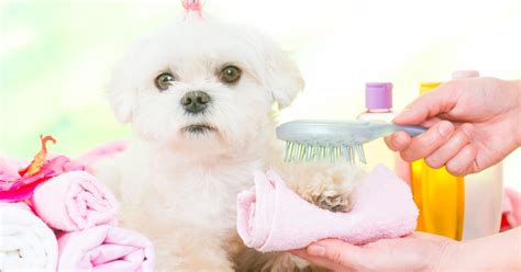 pet spas   leave    feeling pampered