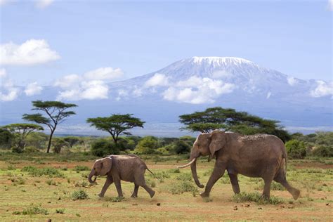 kenia rondreis safari discover kenia highlights  dagen travel