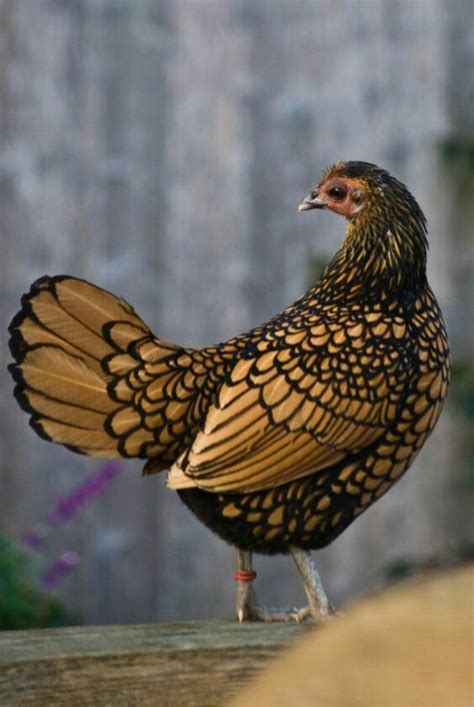 Gallina Sebright Dorada Origen Reino Unido Fancy Chickens Keeping