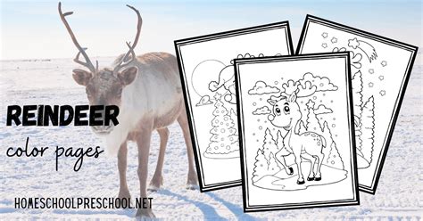 printable reindeer christmas coloring pages  kids