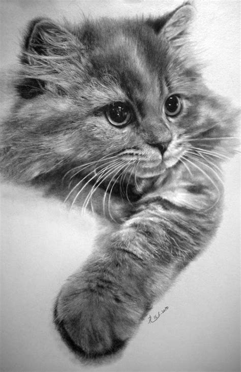 dibujos de gatos hechos  lapiz pencil drawings  animals cat drawing cute animals
