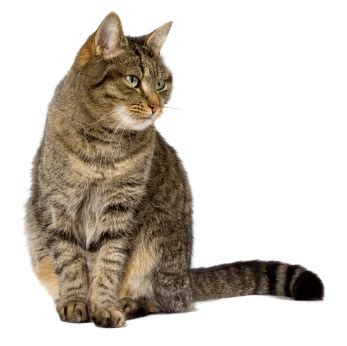 house cats   common cat breed