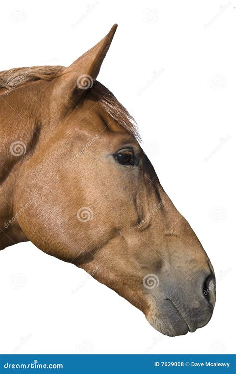 horse head stock photo image  eventing horse isolated