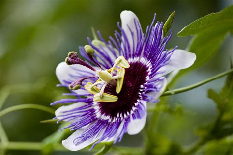 grow  care  passion flowers