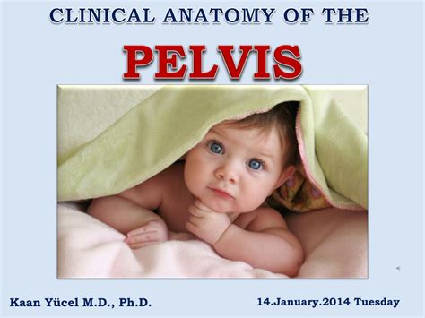 Ppt Pelvis Powerpoint Presentation Free Download Id 2063192