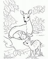 Deer Coloring Pages Baby Family Colouring Kids Drawing Forest Mule Rocky Printable Animal Mother Sheets Two Whitetail Balboa Print Patterns sketch template