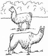 Llama Coloringtop sketch template