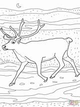 Caribou Coloring 1559 Deer Coloriages Supercoloring Ausmalbild Karibu Peary sketch template