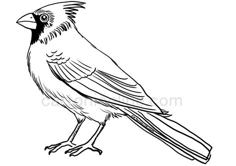 realistic red cardinal coloring page